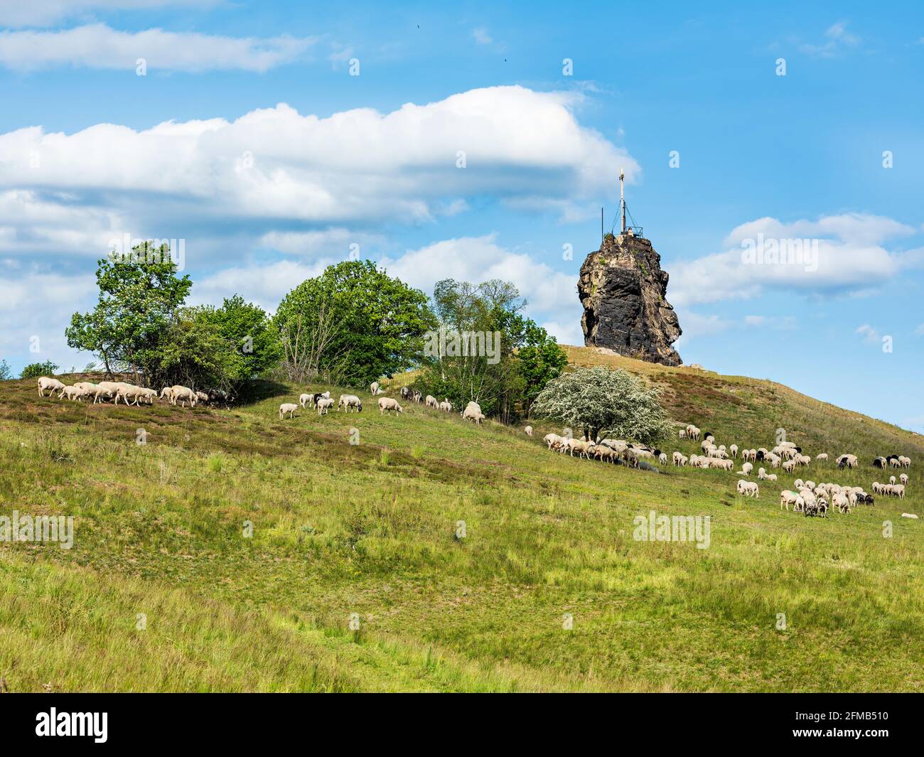 Alemania, Sajonia-Anhalt, Harz, Quedlinburg, Ballenstedt, Paisaje en la foreland de Harz, rebaño de ovejas en la formación de la roca de Gegensteine Foto de stock