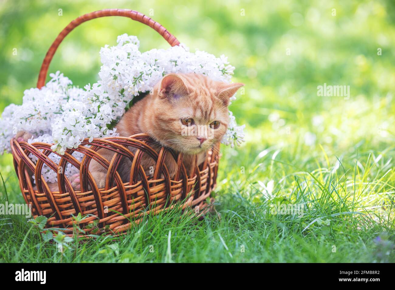 Gatito de jengibre sentado en la cesta con flores lilas blancas Foto de stock