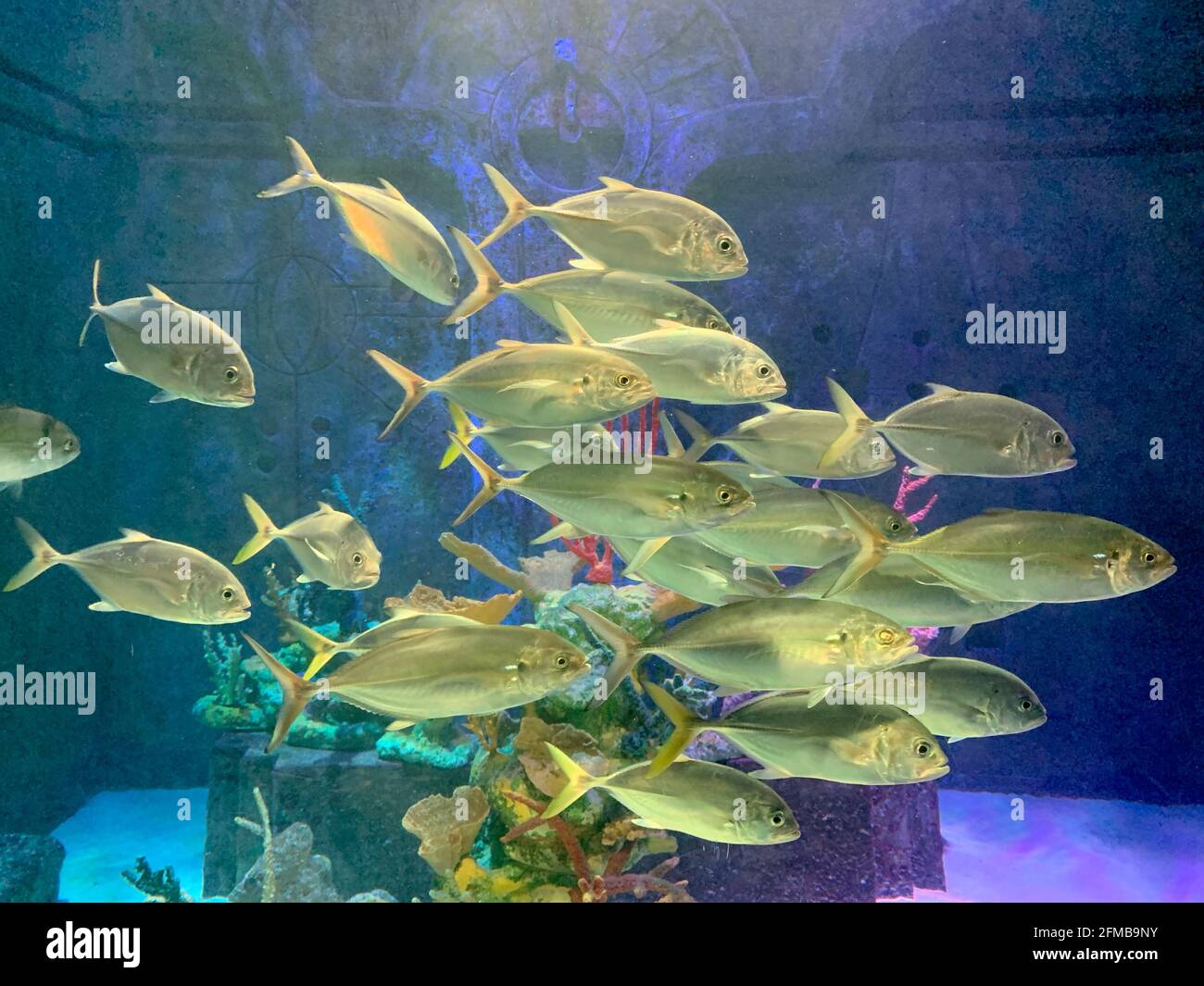 Escuela de Silvery Fish Natación en un gran acuario Foto de stock
