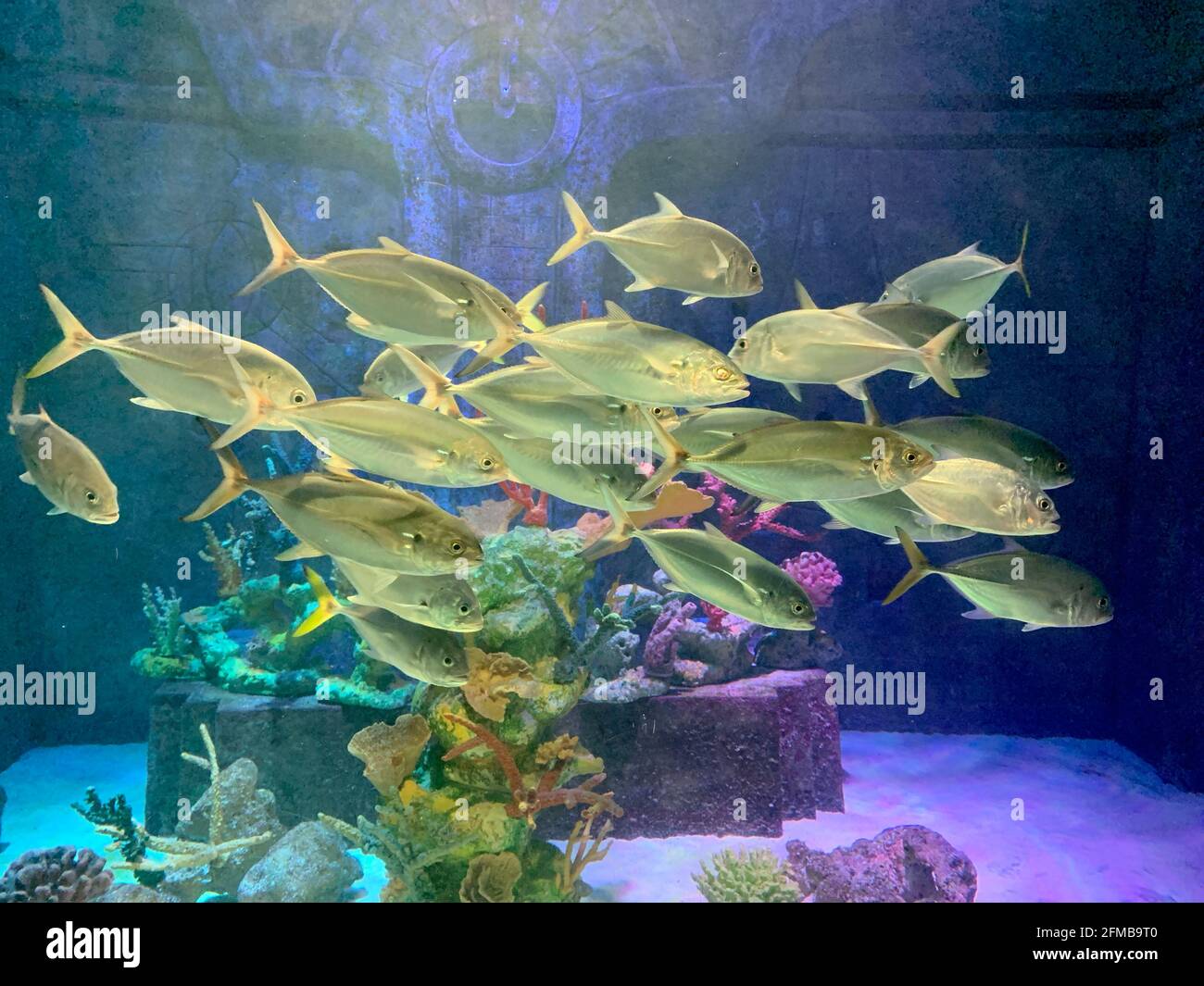 Escuela de Silvery Fish Natación en un gran acuario Foto de stock