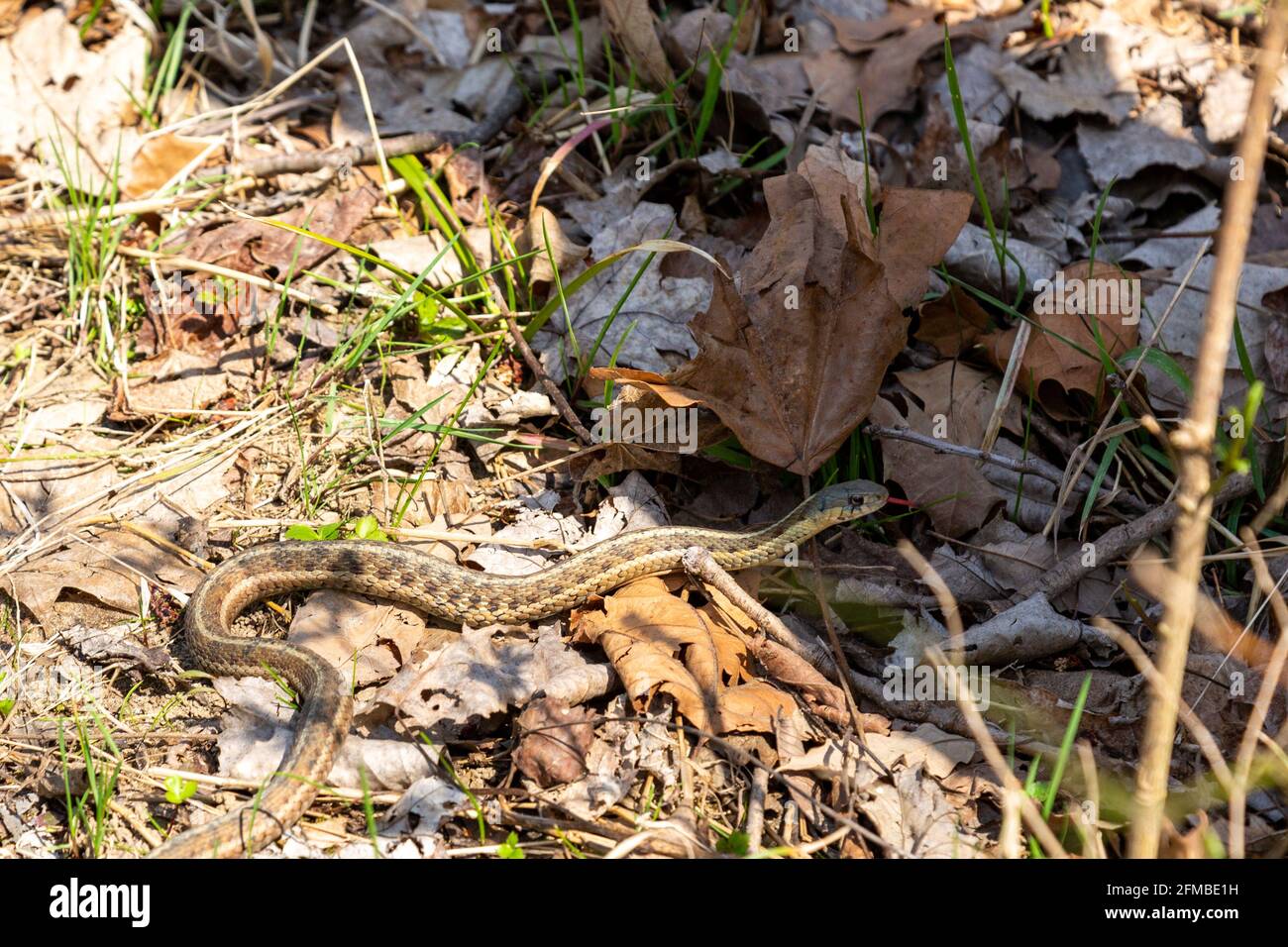Una serpiente de la liga oriental se desliza a través de las hojas muertas en el parque del condado de Metea cerca de Fort Wayne, Indiana, Estados Unidos. Foto de stock