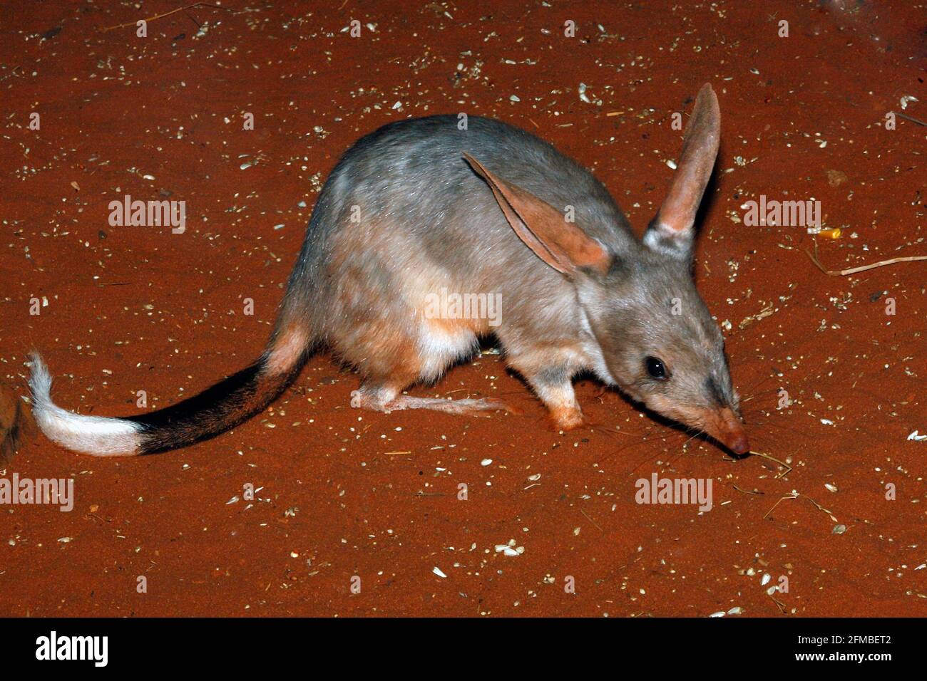 Nocturnal mayor macrotis lagotis Bilby, compactación, por la noche, Australia Foto de stock