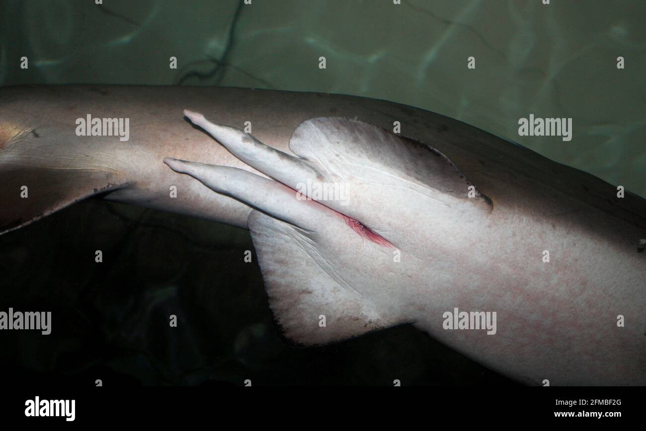Claspers de una enfermera de tiburón gris, Carcharias taurus. Este tiburón es una especie amenazada. Australia. Animal cautivo, foto tomada a través de vidrio. Foto de stock