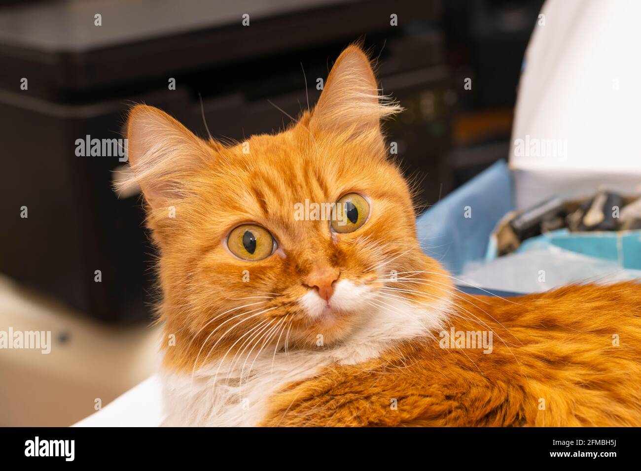 sorprendido, asustado, perplejo, tonto, el gato rojo miente con los ojos abiertos y abultados Foto de stock