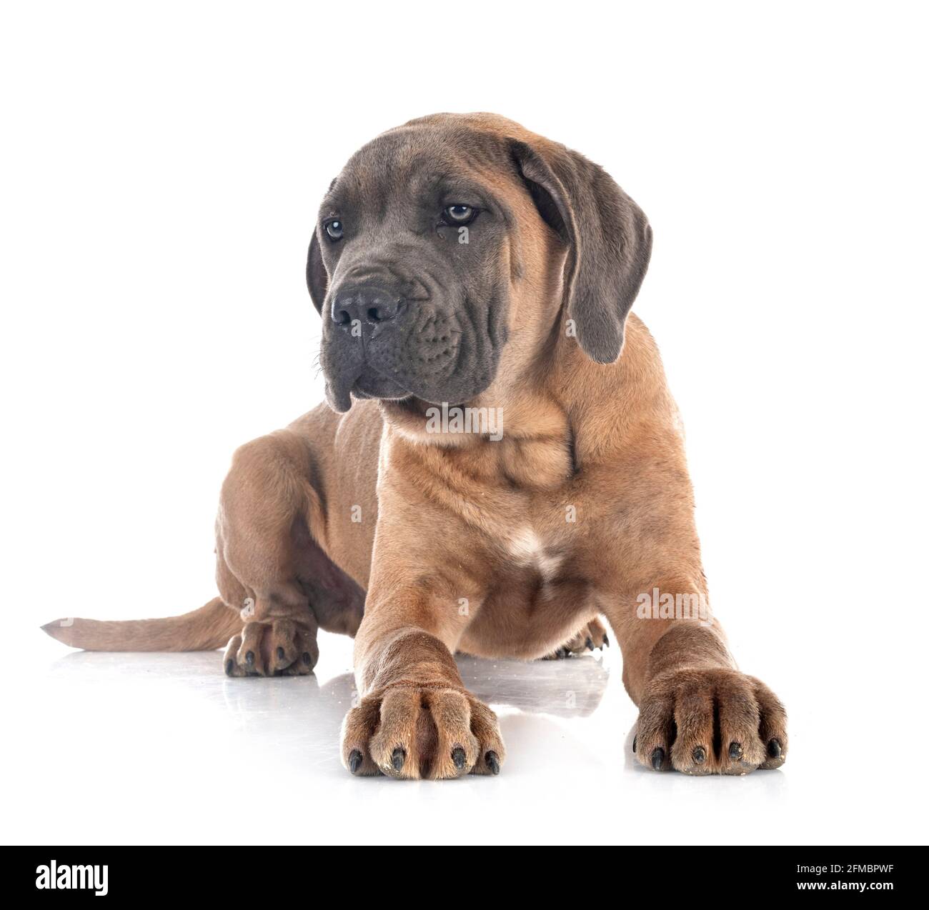 Cachorro mastín italiano delante de un fondo blanco Foto de stock