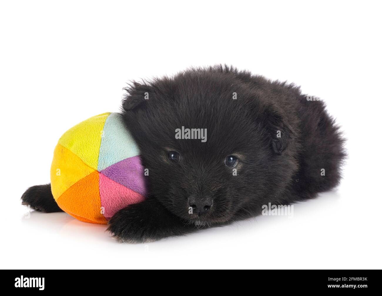 Puppy Finnish Lapphund delante de un fondo blanco Foto de stock
