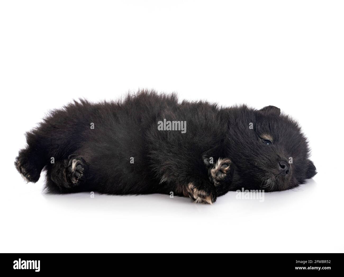 Puppy Finnish Lapphund delante de un fondo blanco Foto de stock
