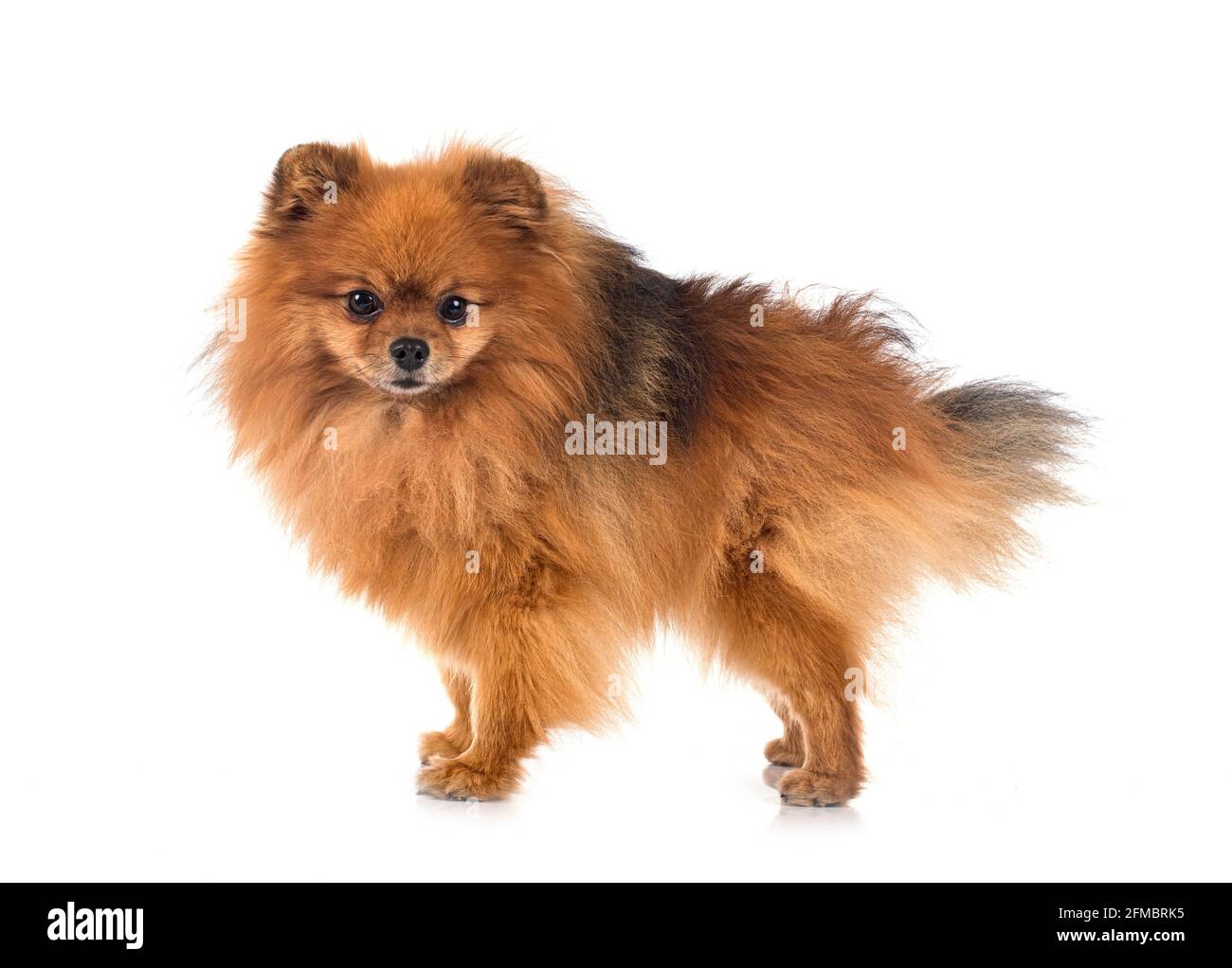 Pomerania jóvenes delante de un fondo blanco Foto de stock