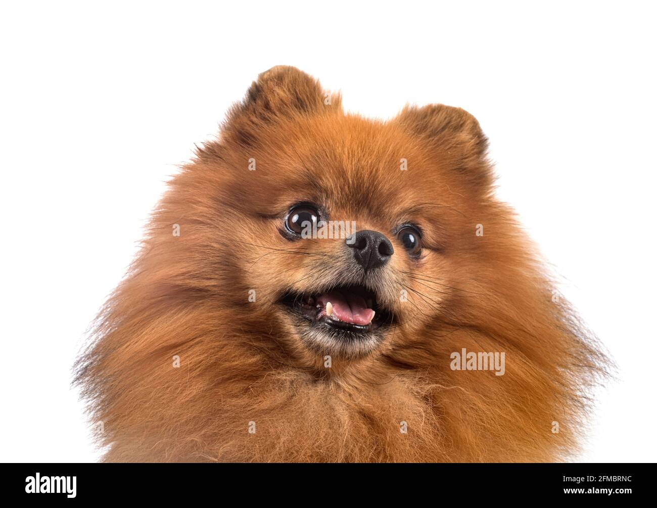 Pomerania jóvenes delante de un fondo blanco Foto de stock