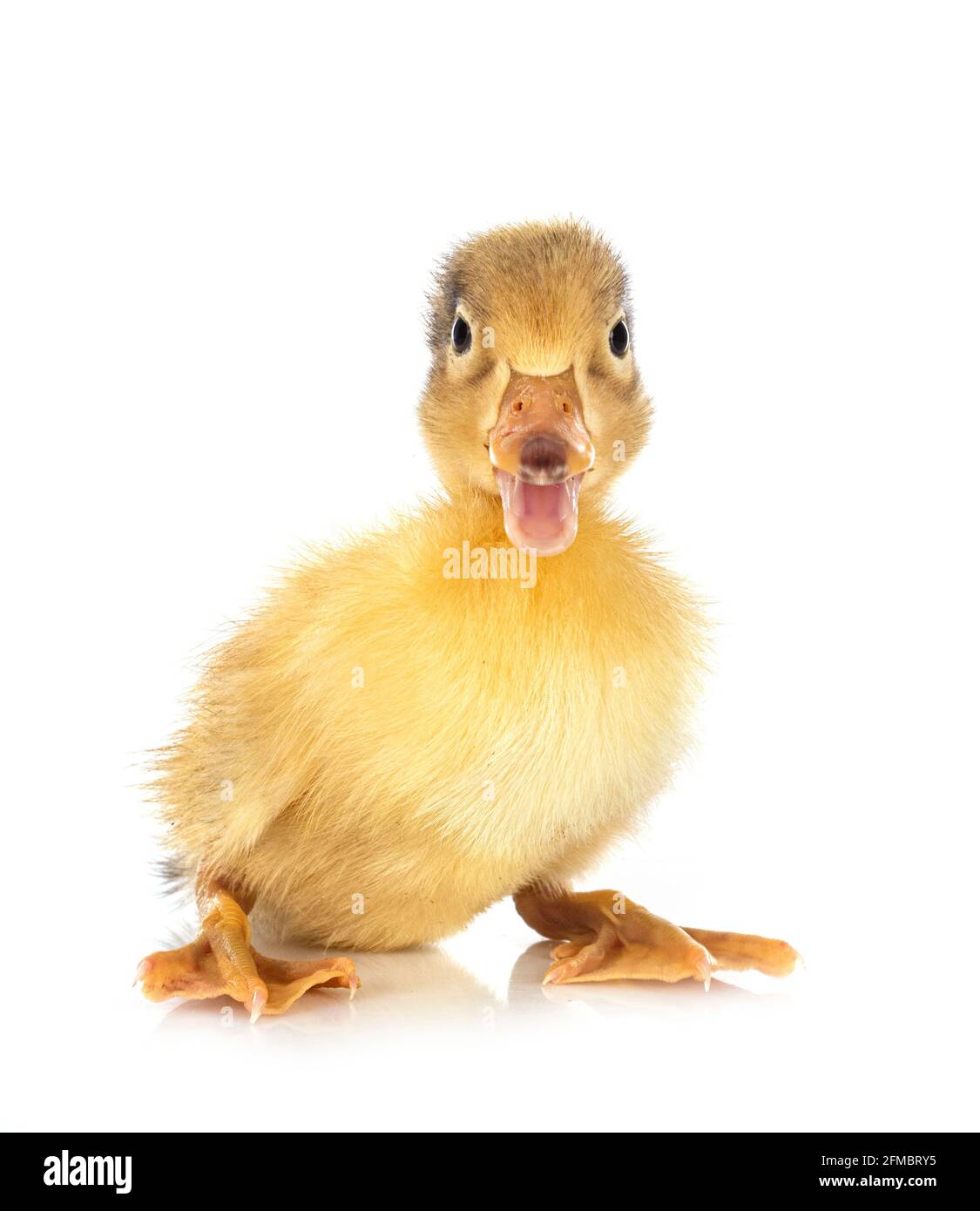 Patito joven delante de un fondo blanco Foto de stock