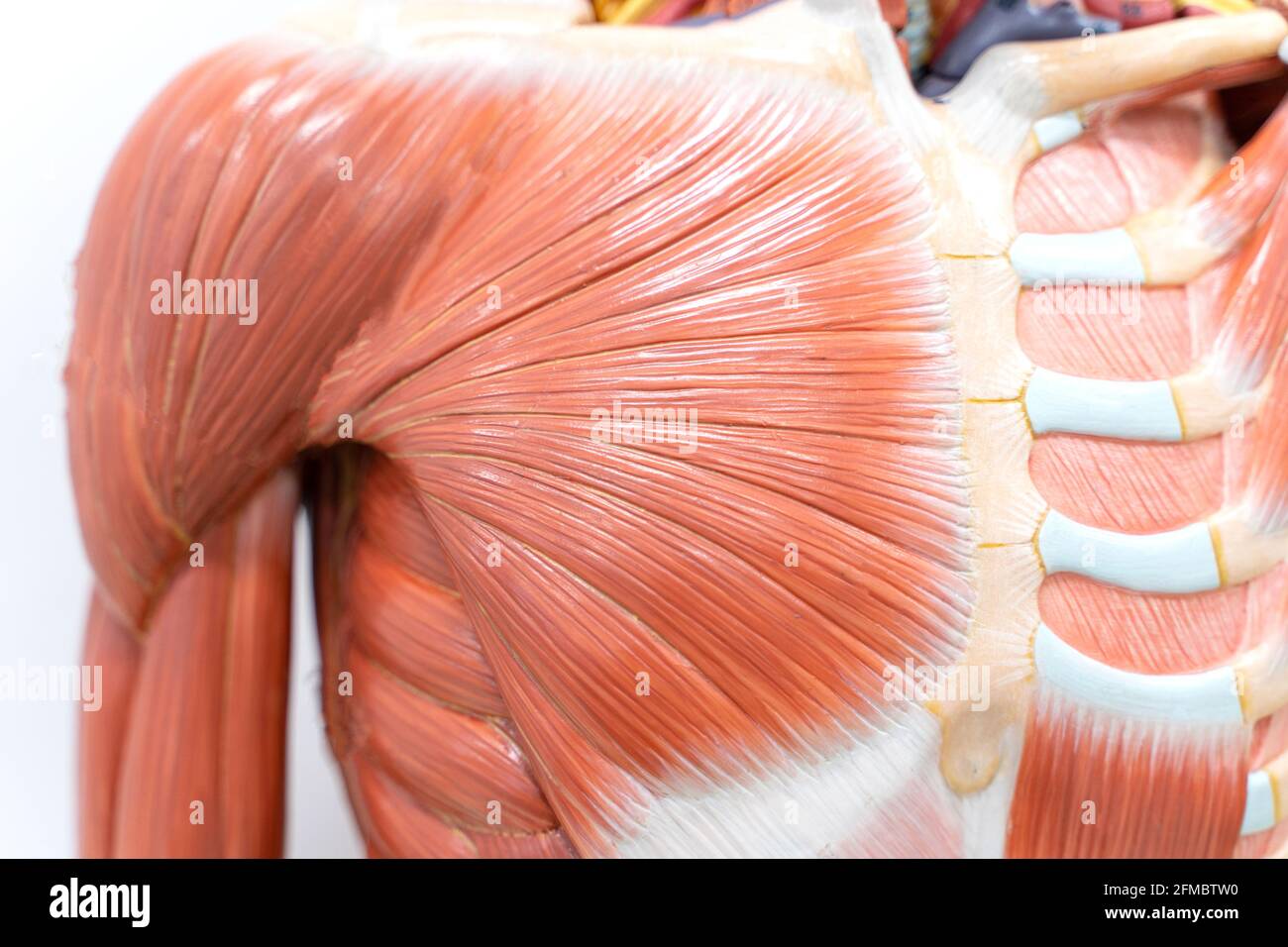 Modelo anatómico de la musculatura humana Foto de stock