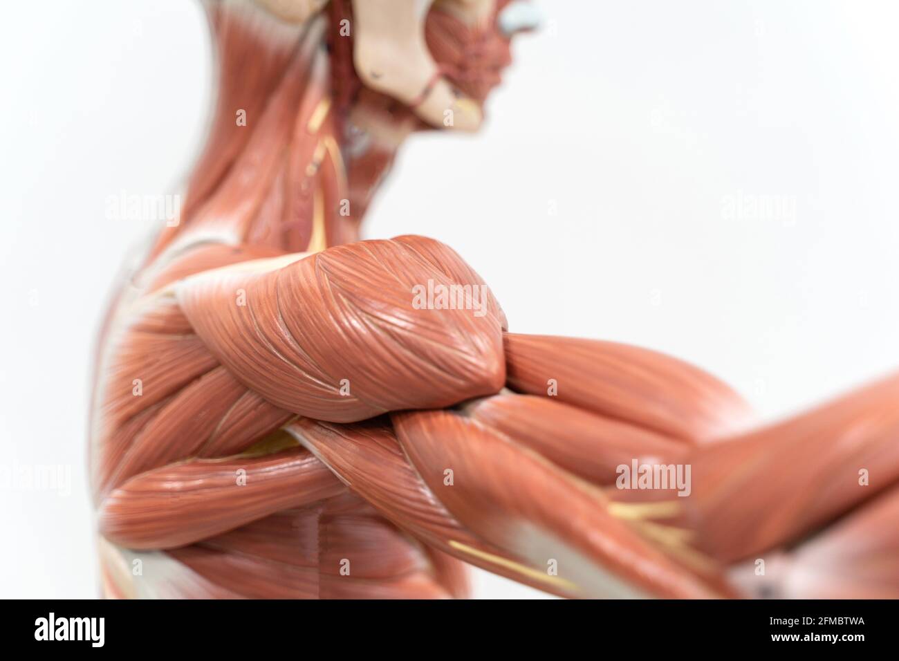 Modelo anatómico de la musculatura humana Foto de stock