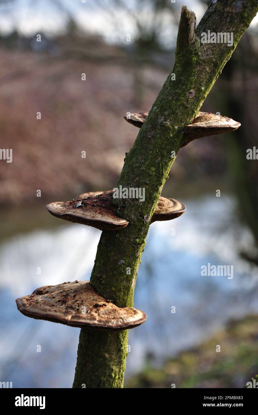 Grunem Fotos e Imágenes de stock - Alamy