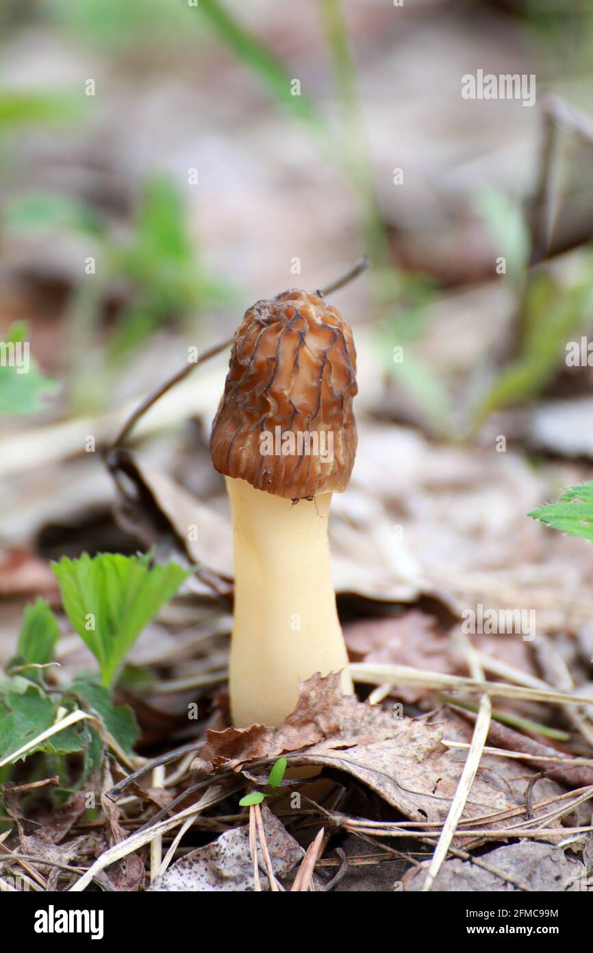 Morel seta, morchella conica, morchella elata, en el fondo natural del bosque Foto de stock