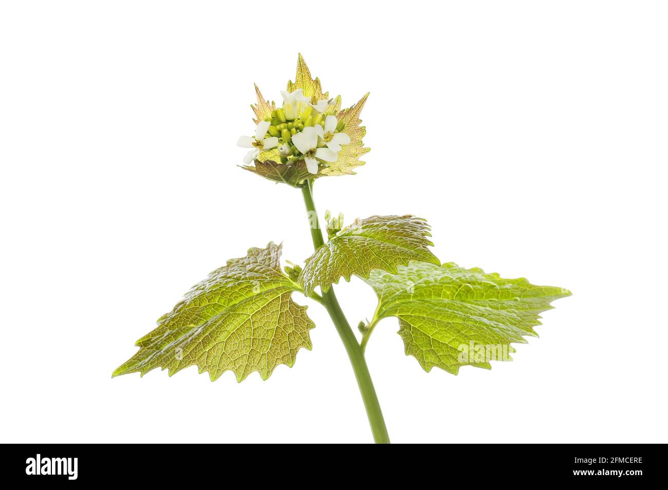 Mostaza de ajo, Alliaria petiolata, flores y follaje aislados contra el blanco Foto de stock