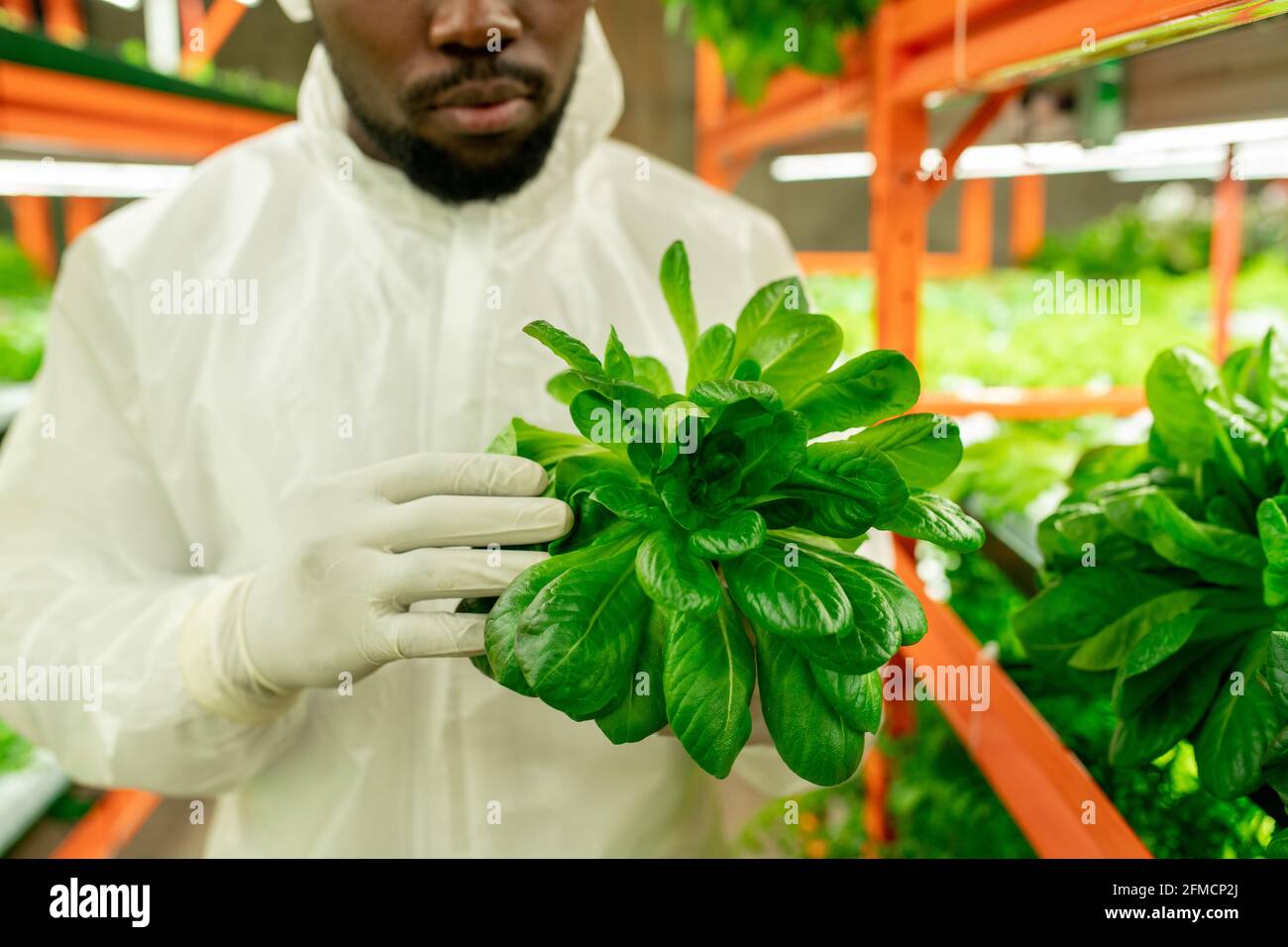 Primer plano de ingeniero agrícola negro en guantes que sostienen hojas de lechuga e inspeccionando la planta en el invernadero Foto de stock