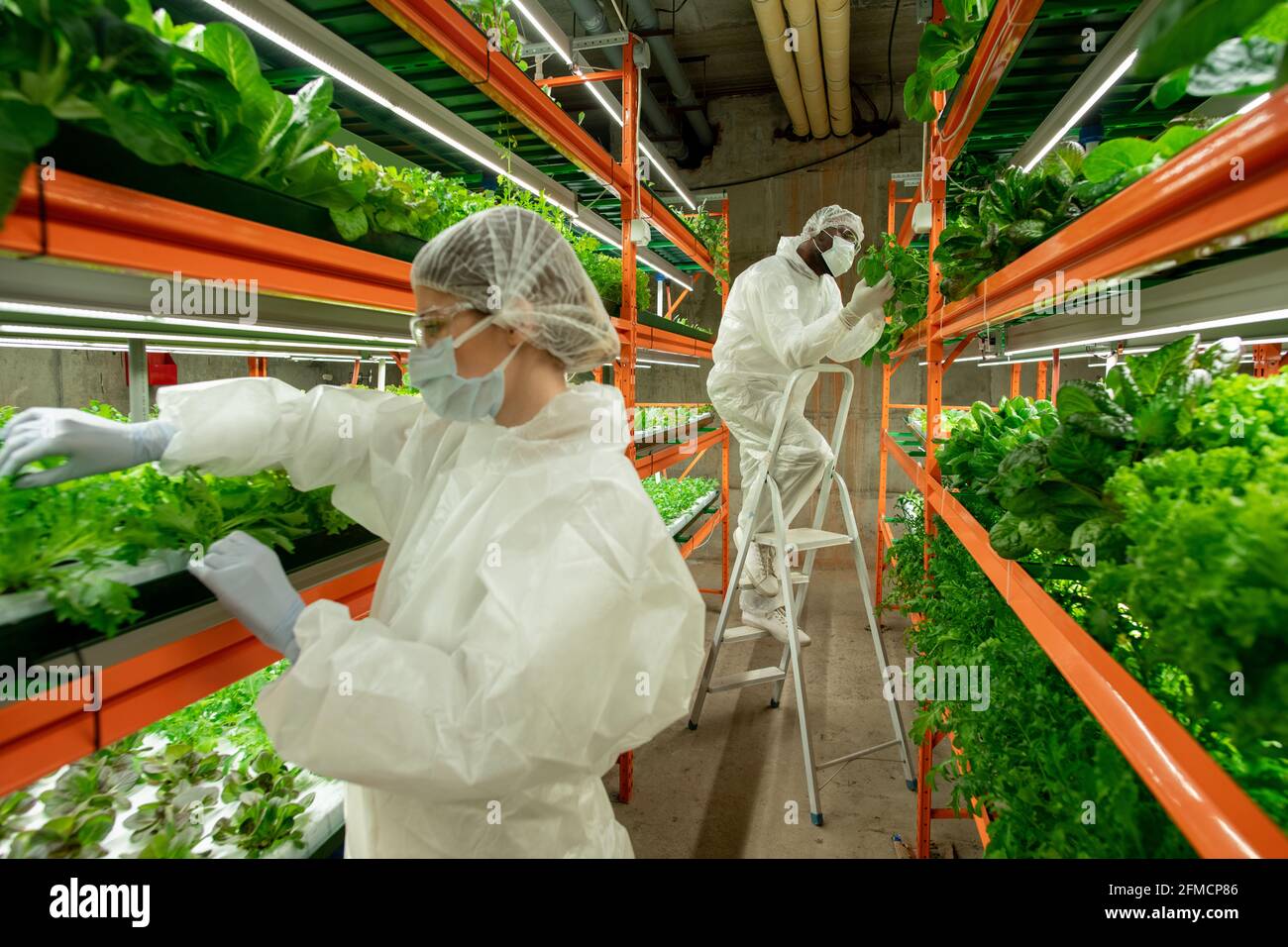 Trabajadores de la granja vertical examinando hojas de lechuga y macetas Plantas de invernadero moderno con lámparas LED y marco de metal Foto de stock