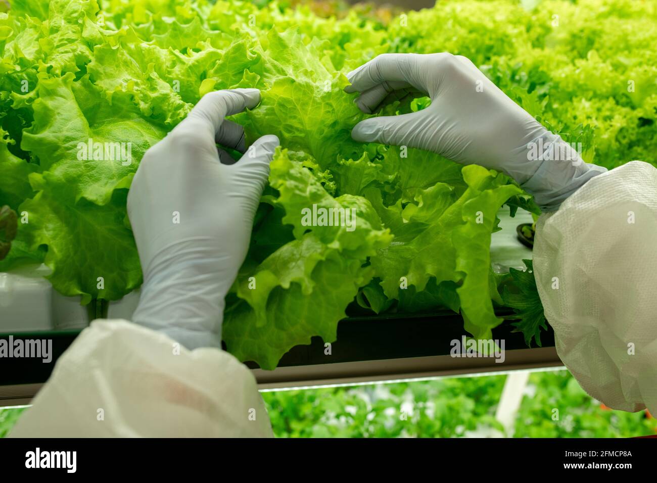 Primer plano de un trabajador irreconocible de los plantones con guantes de látex que tocan la hoja de lechuga en estante Foto de stock