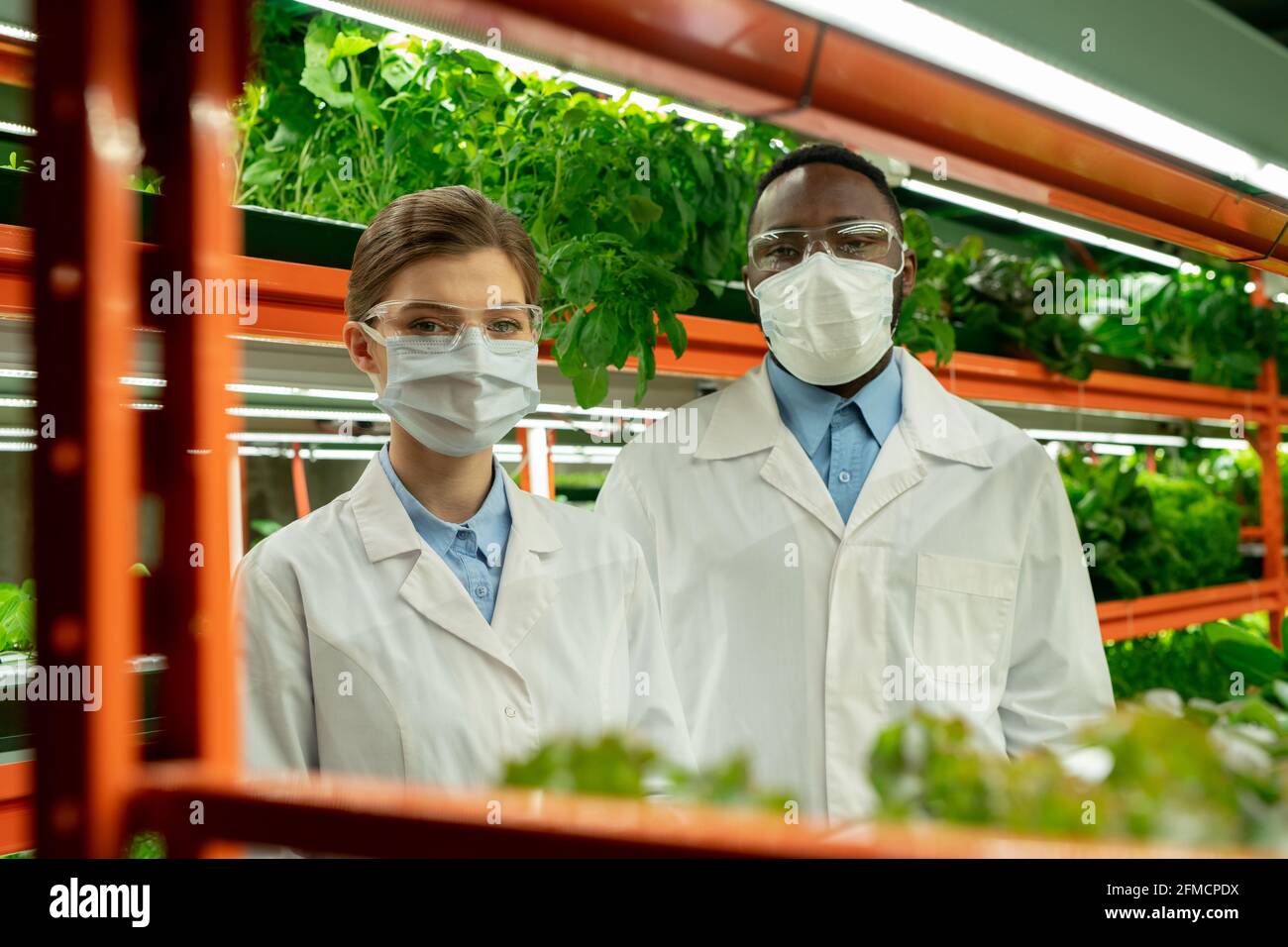 Retrato de jóvenes trabajadores de invernadero multiétnicos confiados en máscaras y. abrigos blancos que se levantan contra el estante con varios tipos de lechuga Foto de stock