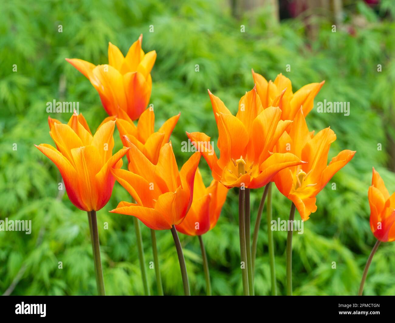 Flores de color naranja del tulipán florido de flor de nenúfar, Tulipa 'Ballerina Foto de stock