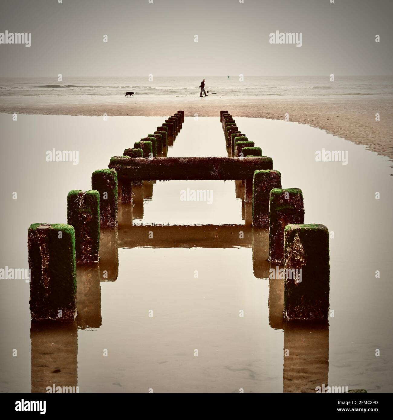 Hombre caminando perros cerca de gryne de madera en la marea baja en invierno Foto de stock