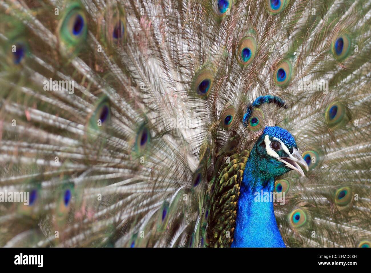 un ave de pavo real mostrando plumaje Foto de stock