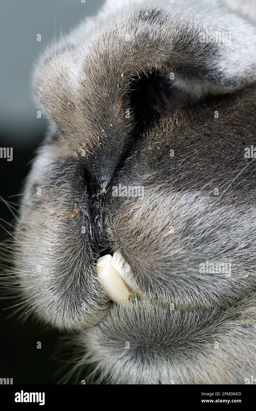La boca de una Llama Foto de stock