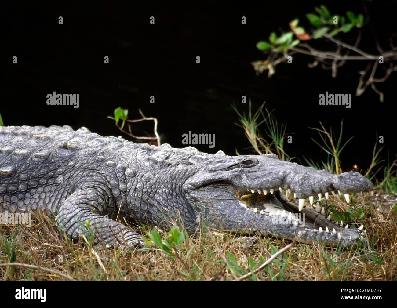 Un cocodrilo americano en el Ding Darling National Wildlife Sanctuary en Florida, Estados Unidos Foto de stock