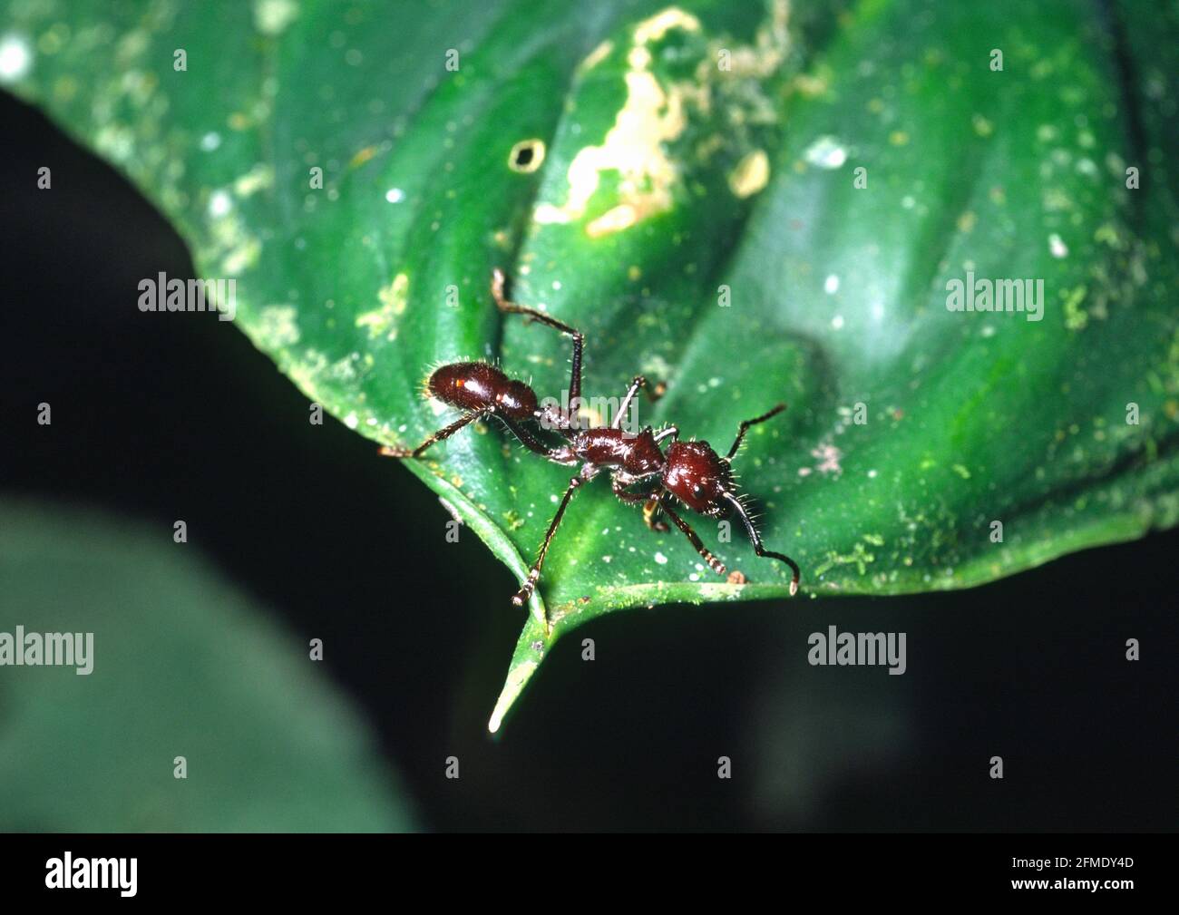 una hormiga de bala en la selva tropical de costa rica Foto de stock
