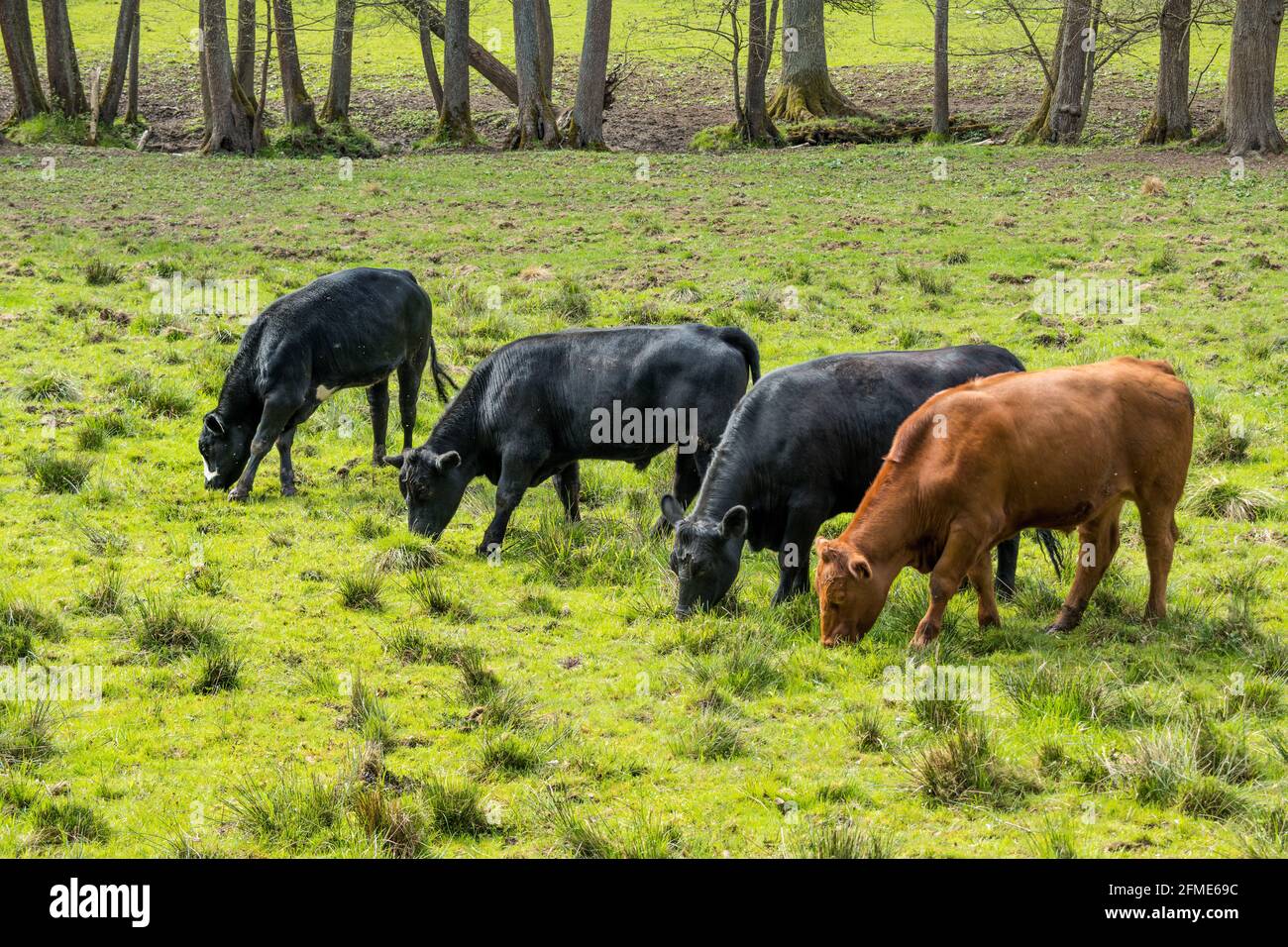 se permite que las vacas felices crezcan en un ambiente natural, apropiado para las especies, en el bienestar de los animales Foto de stock