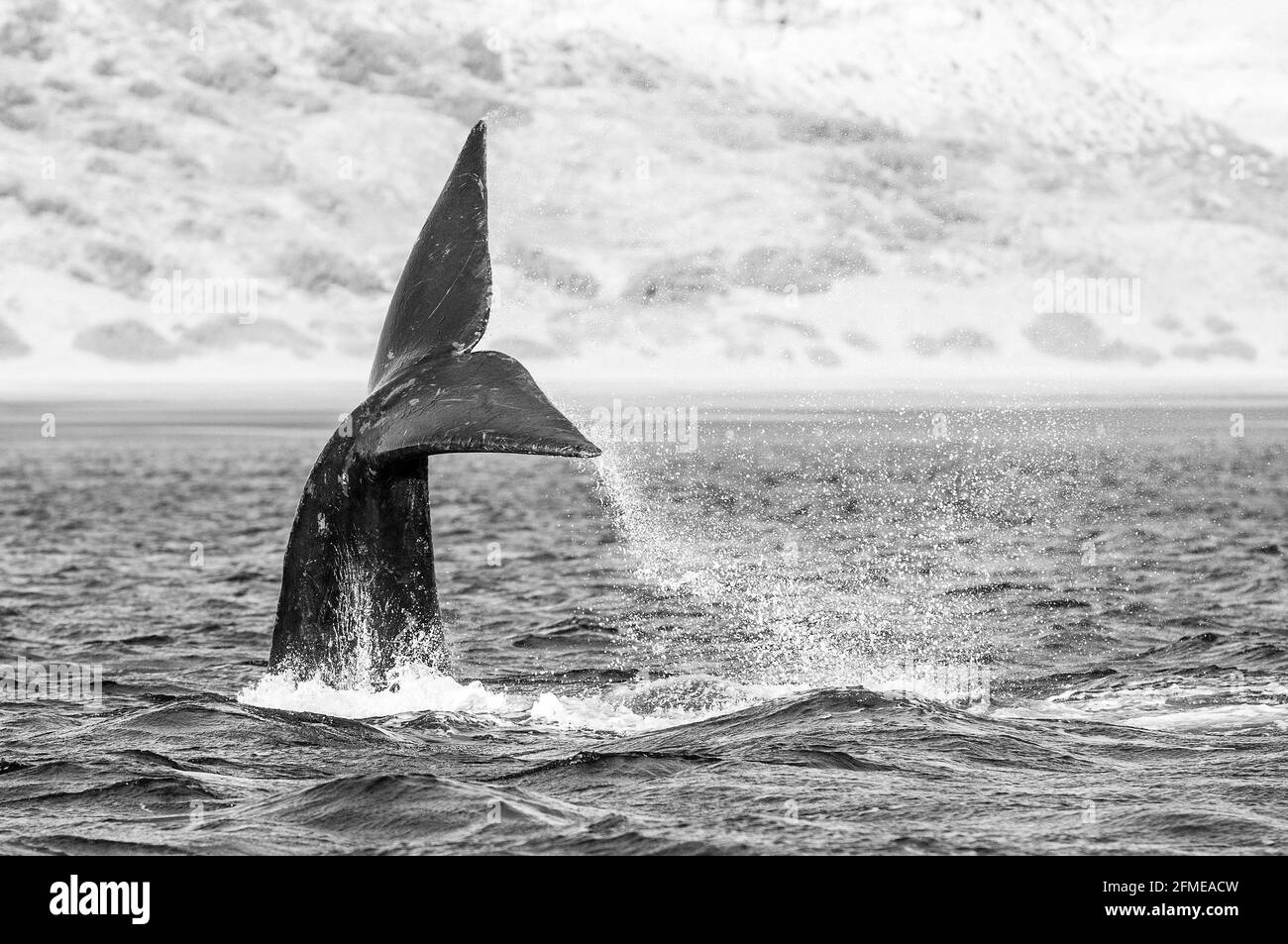 Lobtailing de ballena derecha, Península Valdés, Patrimonio de la Humanidad de la Unesco, Provincia de Chubut, Patagonia, Argentina. Foto de stock