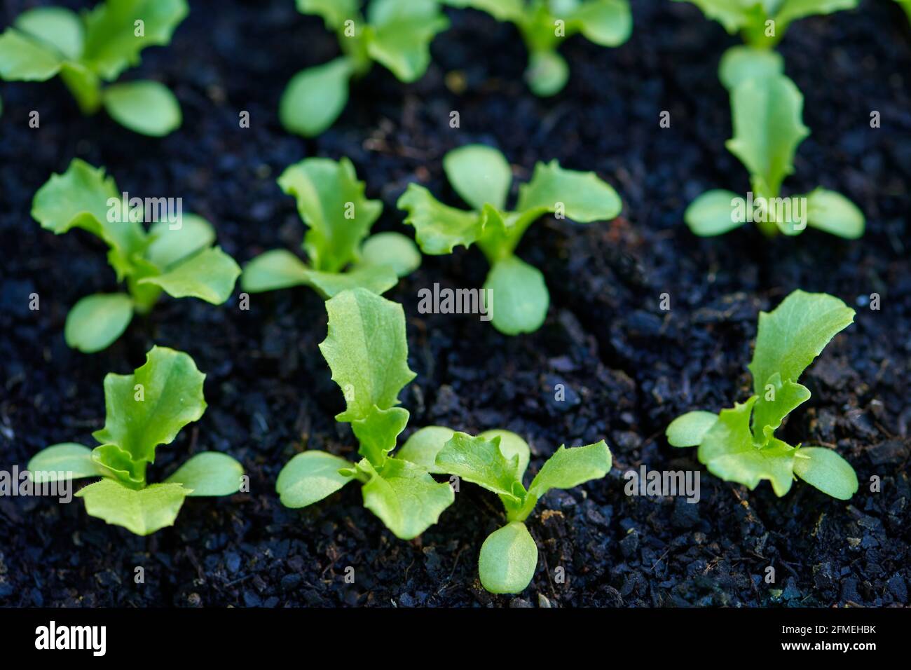 Semilleros jóvenes de lechuga que crecen en vivero con hojas de semilla a hojas visibles y verdaderas que se desarrollan. Foto de stock