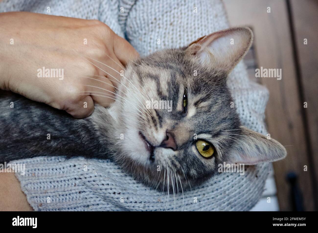 Una mujer que aguaba un gato gris Foto de stock