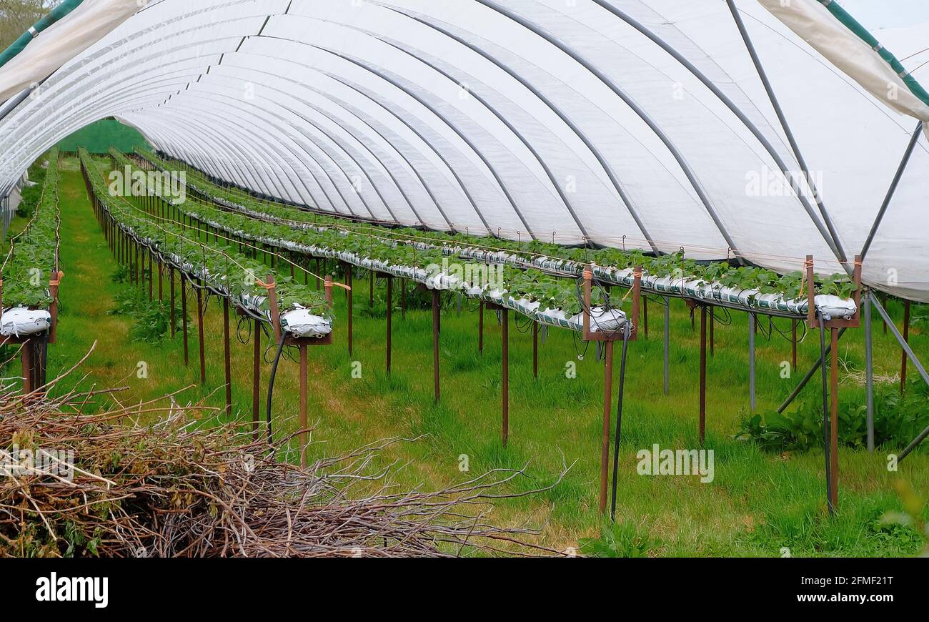 Mat 2021 Poly tunnel invernaderos utilizados para el cultivo de