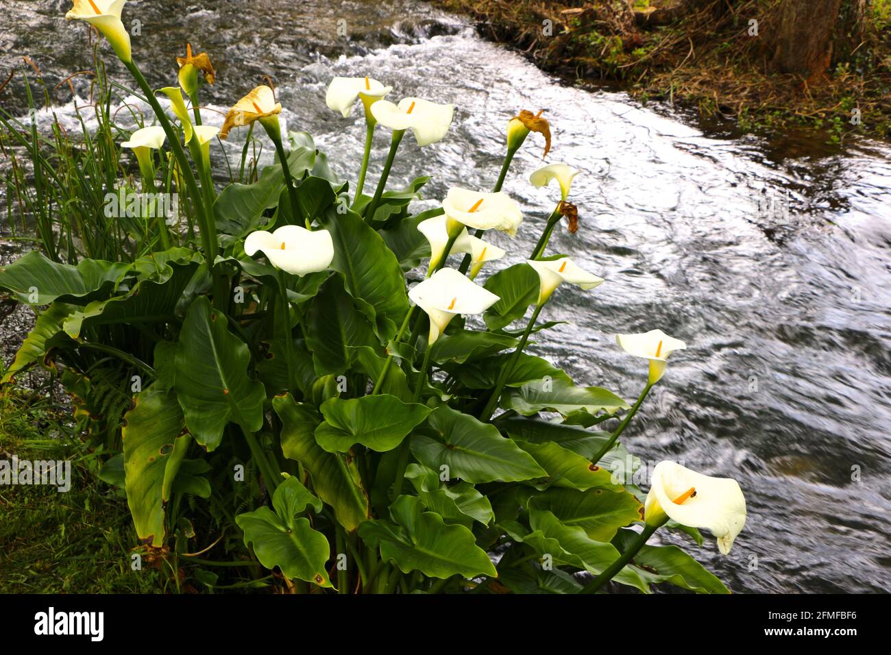 Zantedeschia aethiopica calla lily arum lily planta junto a un río que  fluye rápidamente Fotografía de stock - Alamy