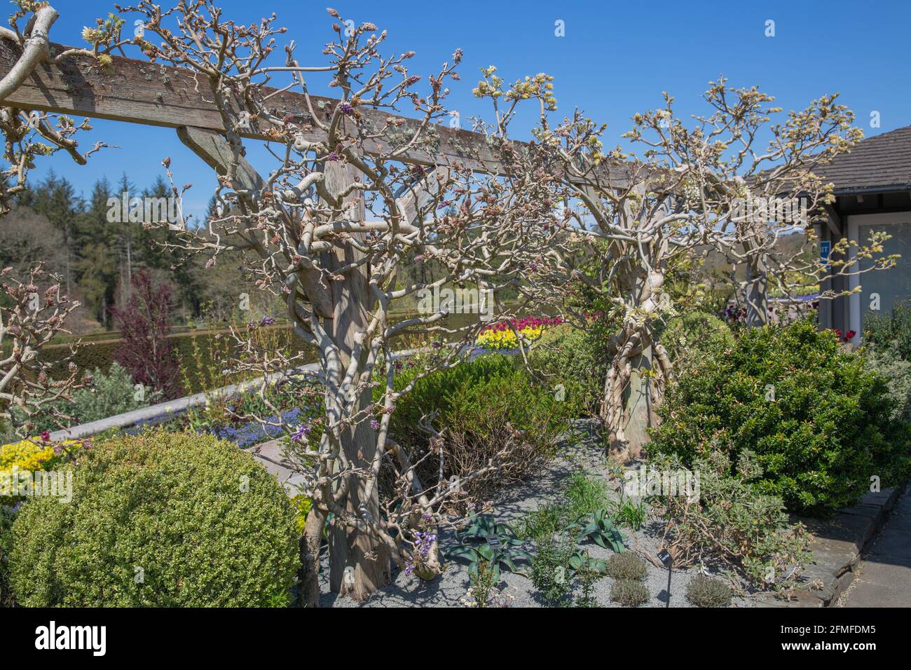 Vides de la wisteria envuelta alrededor de la pérgola de madera con brotes a punto de florecer Foto de stock