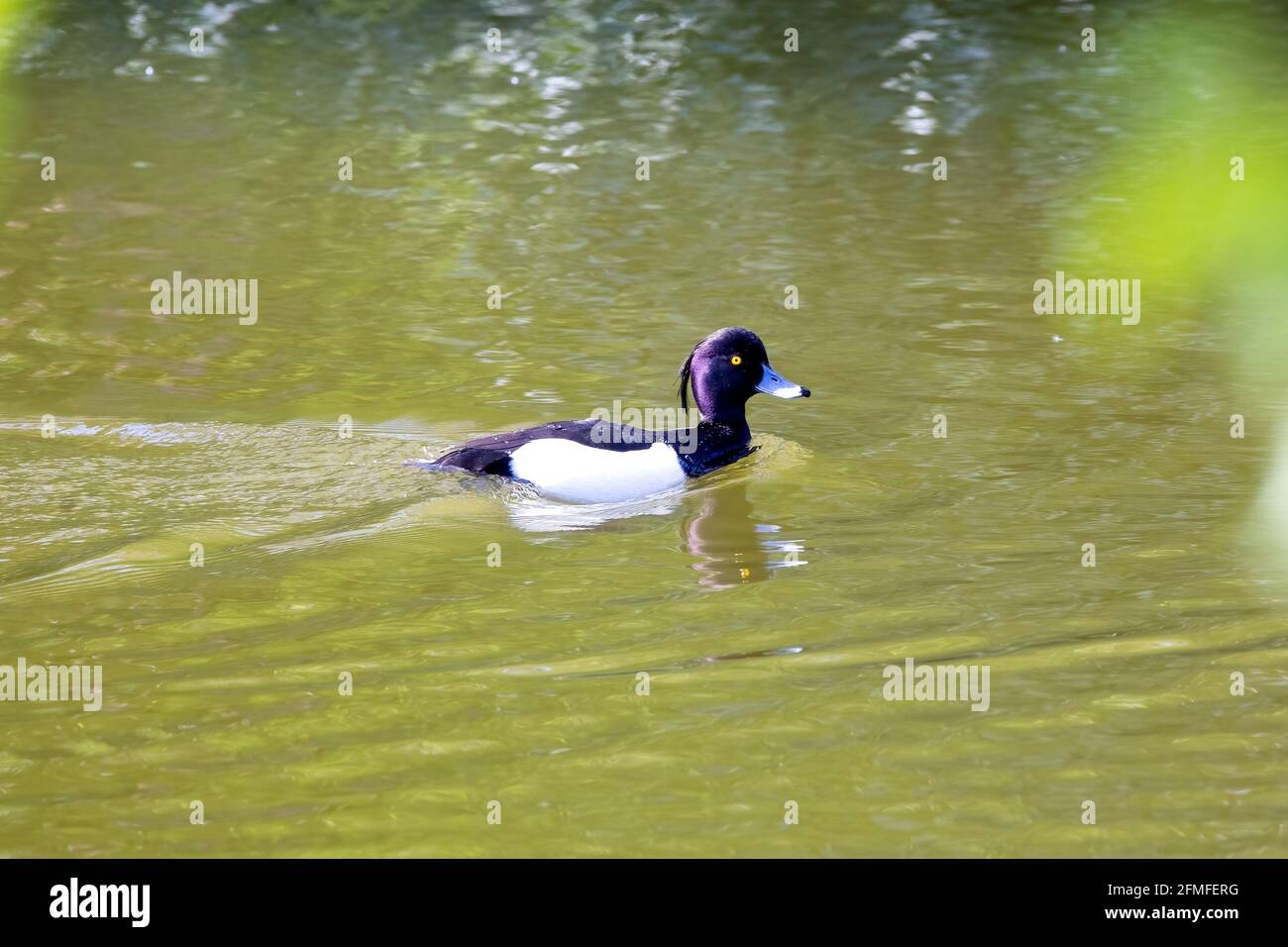 Un pato tufted nadando en un lago verde Foto de stock