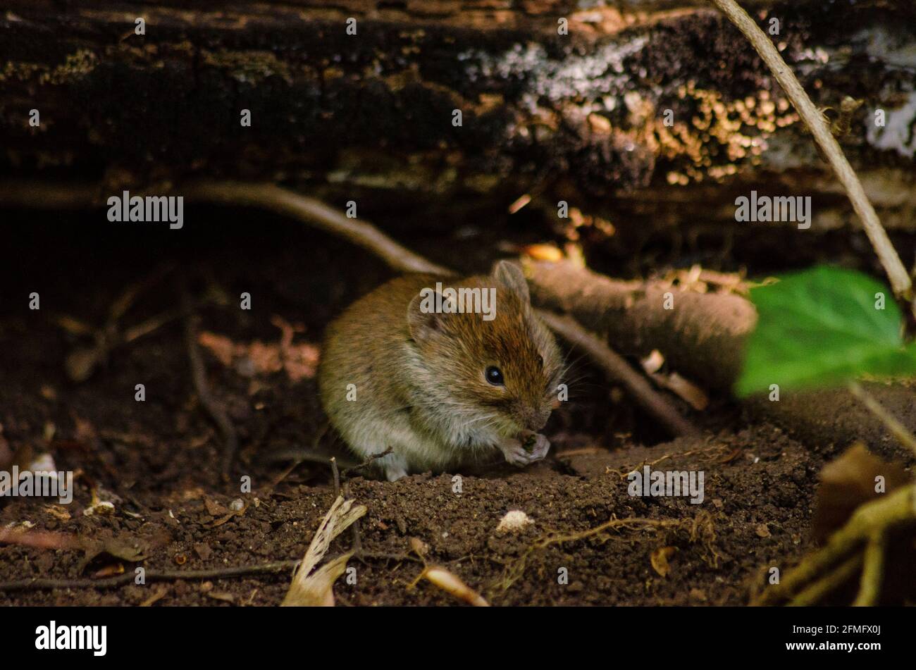 Ratón de madera de cuello amarillo ( Apodemus flavicollis ) en bosques cerca de Brasov, Rumania - Foto: Geopix Foto de stock