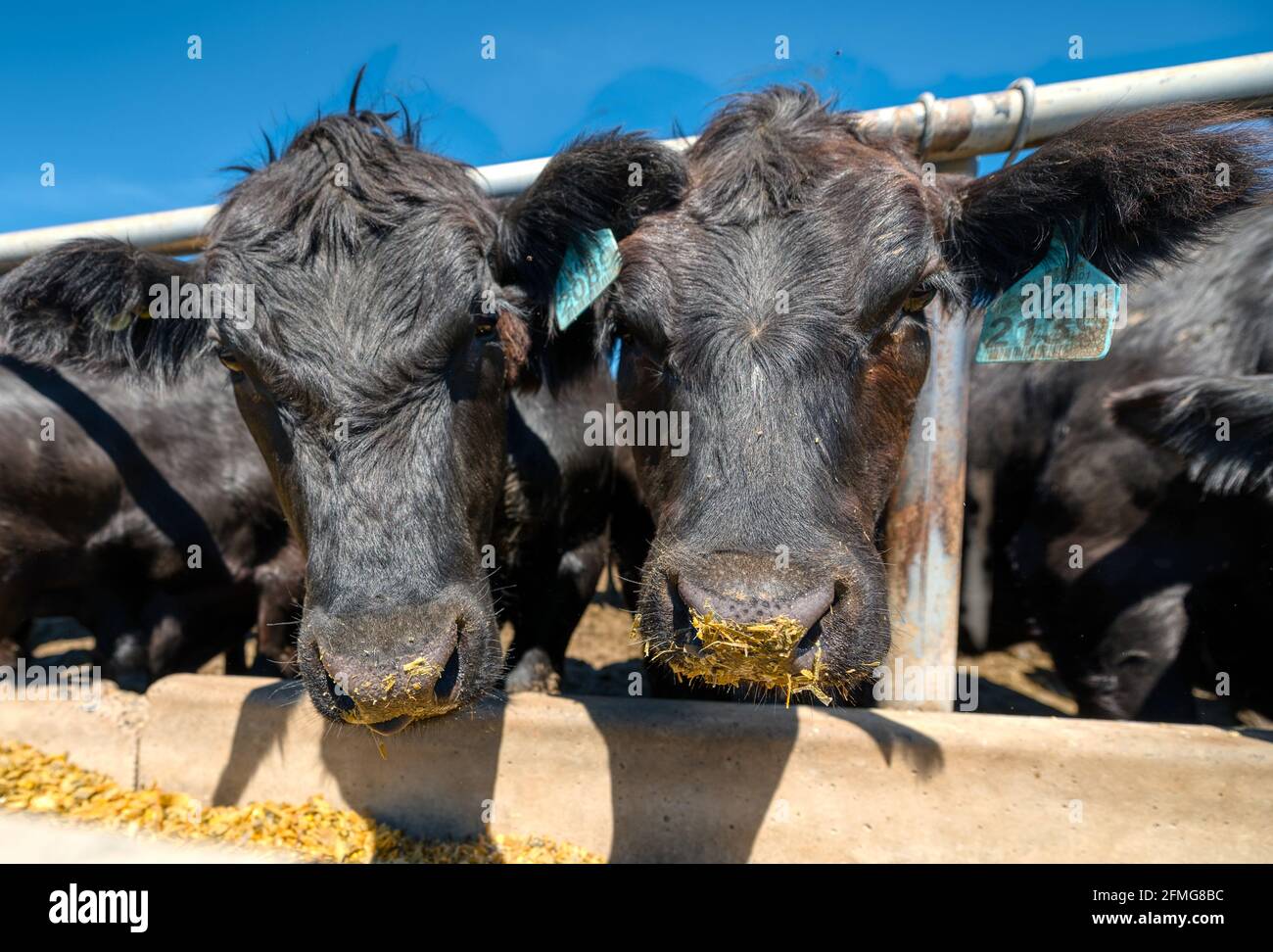 Vaca negra en la granja. Foto de stock