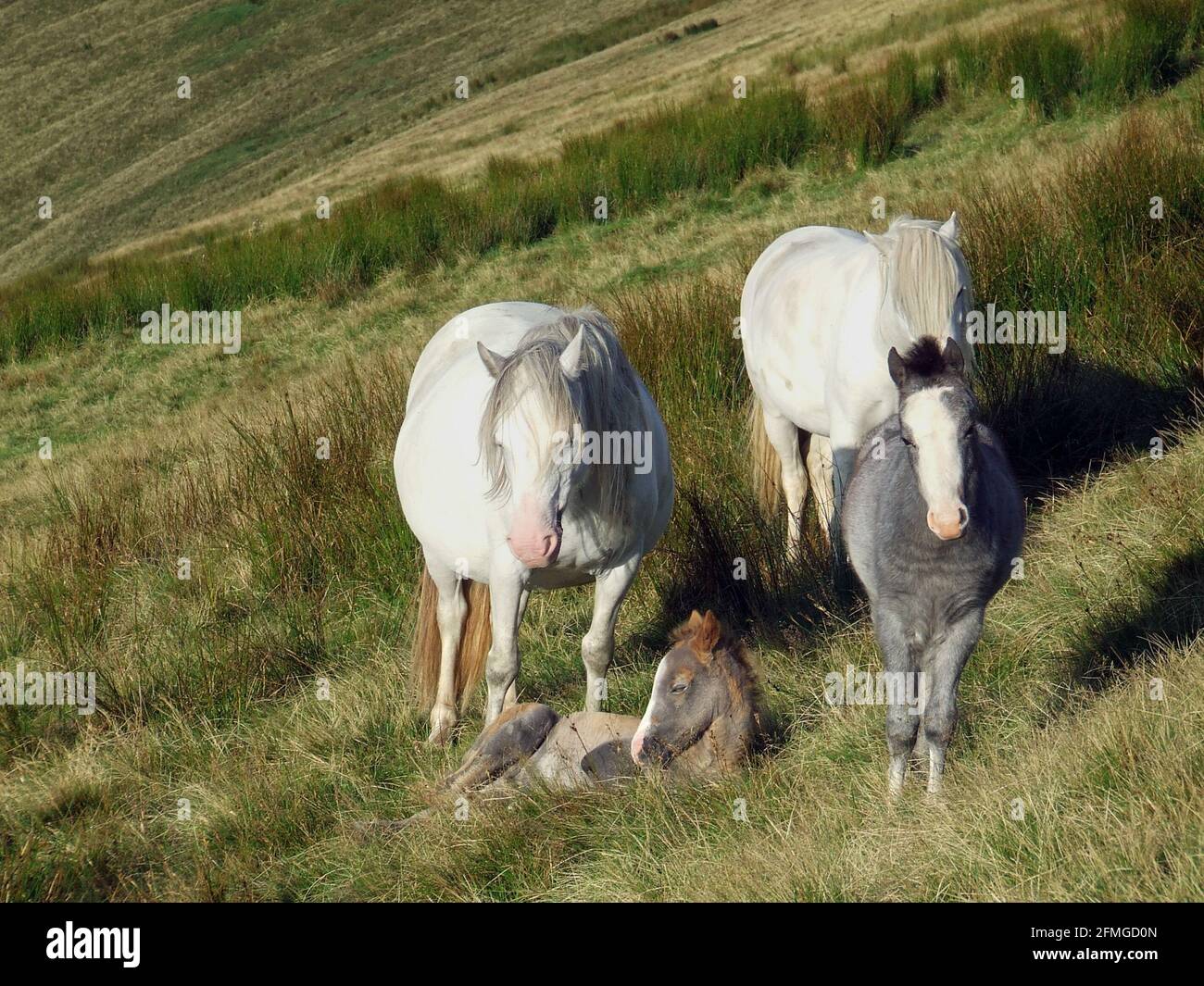 Una manada de ponis galeses salvajes con un joven enemigo en Pen y Fan, la montaña más alta del sur de Gran Bretaña en el Parque Nacional Brecon Beacons, Gales, Reino Unido Foto de stock