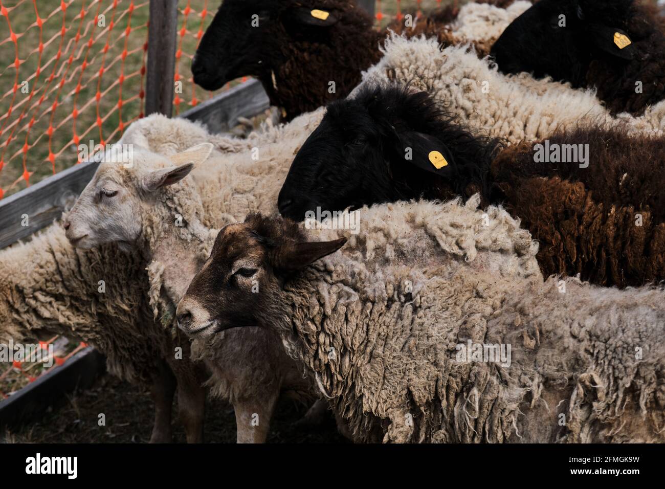 Manada de carneros fotografías e imágenes de alta resolución - Página 6 -  Alamy