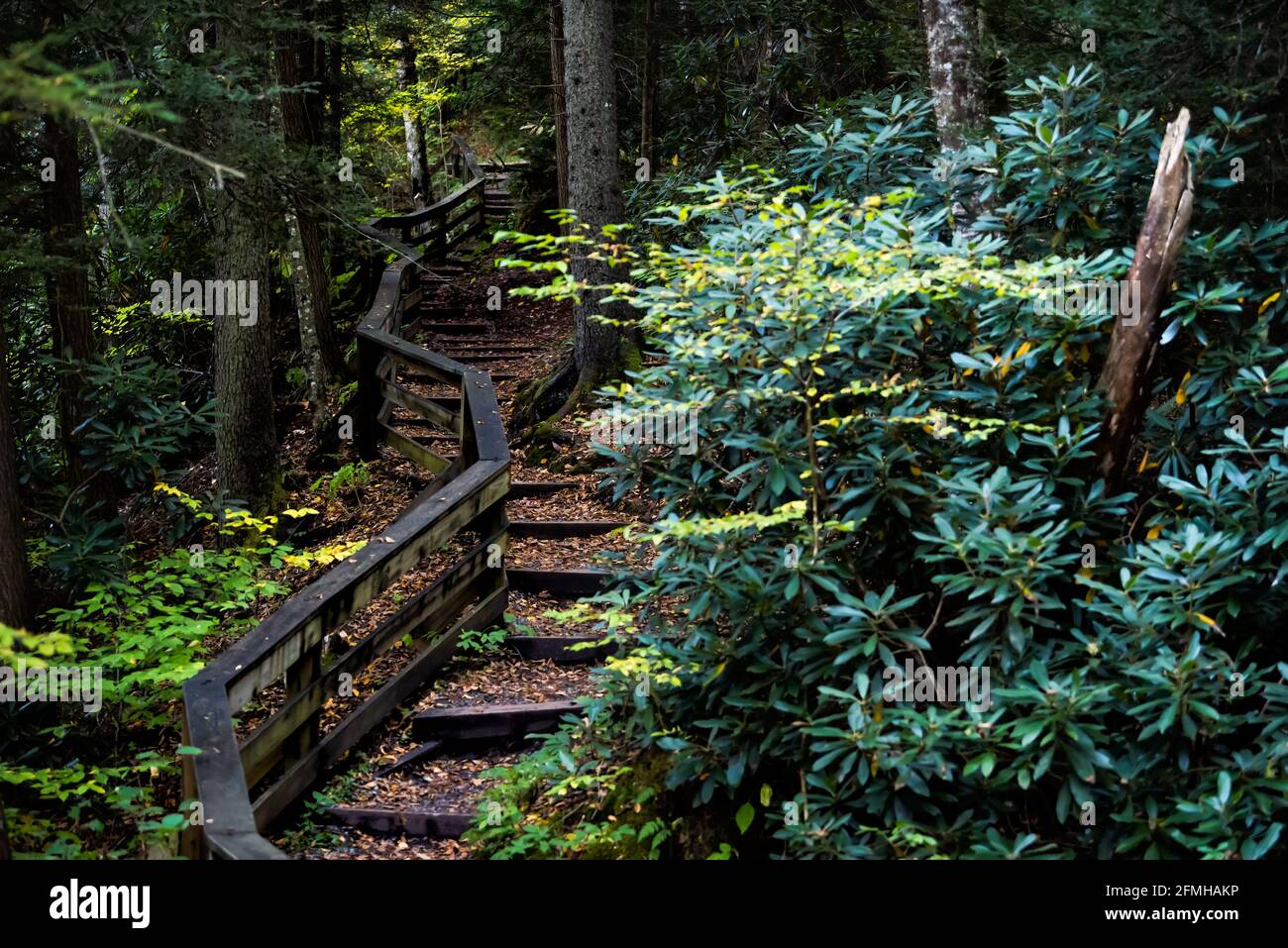 Paseo marítimo de madera escaleras camino de senderismo a las cataratas de Hills Creek cascada en Monongahela bosque nacional en las montañas Allegheny, Virginia Occidental Foto de stock