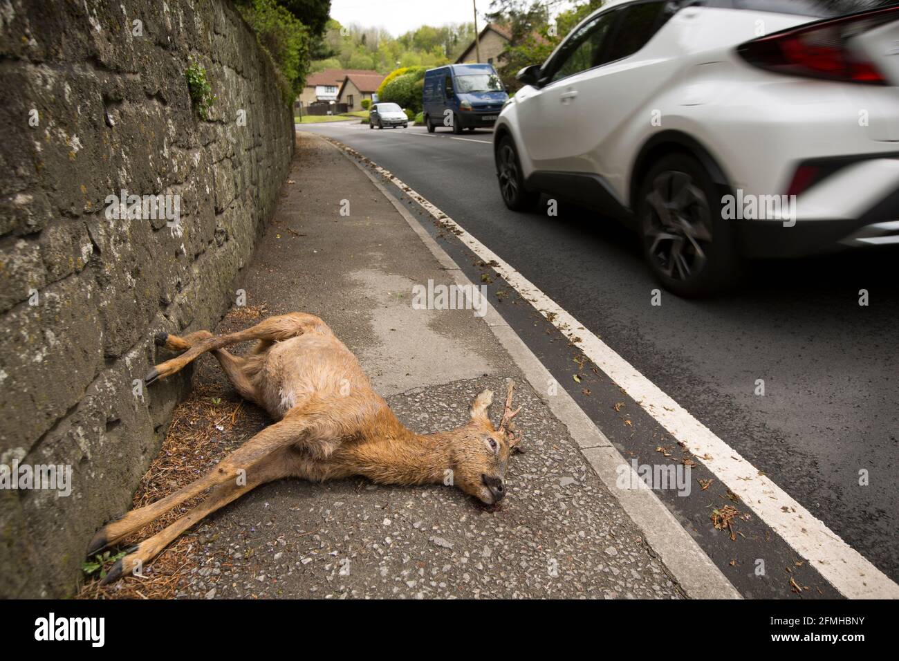 Un ciervo muerto, Capreolus capreolus, tumbado en el pavimento cerca de la vivienda después de ser golpeado por un vehículo. North Dorset Inglaterra GB Foto de stock