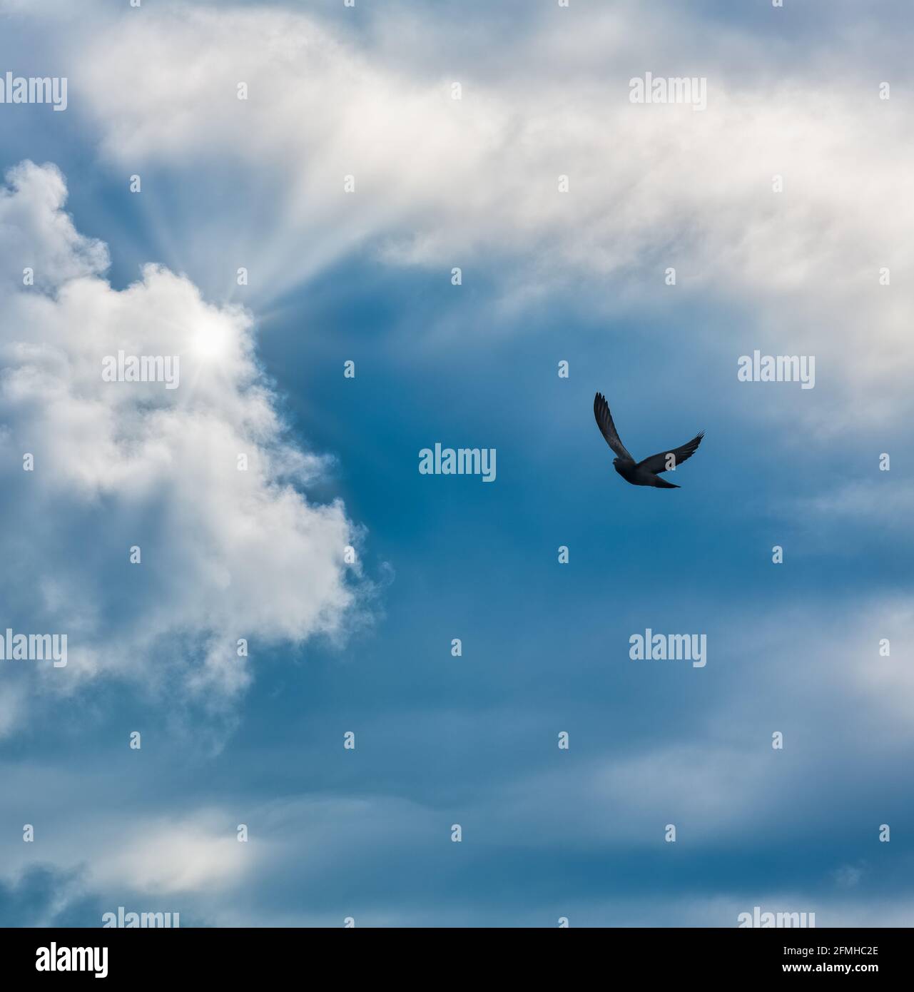 Un solo ave está volando hacia los rayos de luz En un formato de imagen vertical Foto de stock