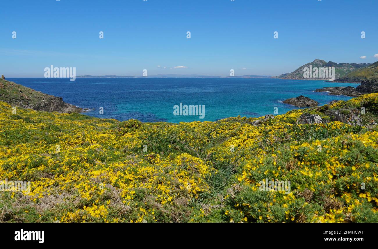 Gorgojo amarillo en flor y océano azul, costa atlántica de Galicia, España, provincia de Pontevedra, Cangas, Cabo Home Foto de stock