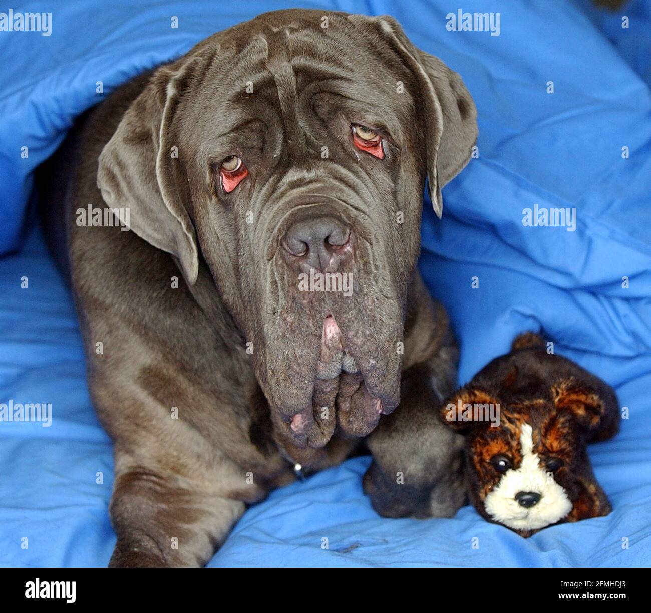 pierre se acurruca a su perro de peluche después de su operación pagada por  los lectores de correo diario. PERRO MÁS FEO DEL MUNDO. PIERRE, UN MASTIFF  NEOPOLITAN DE 2 AÑOS, FUE