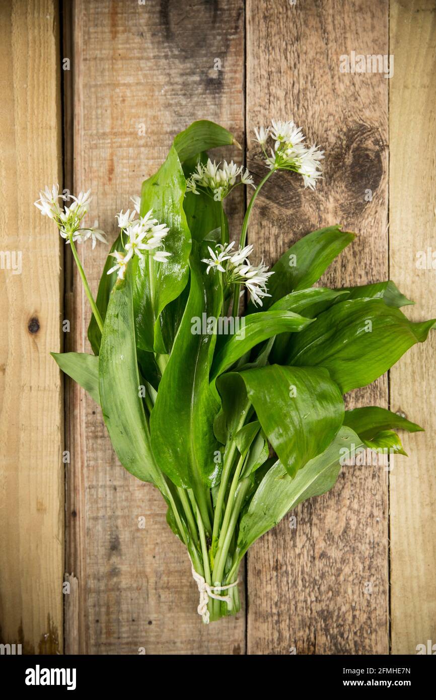 Ajo silvestre en flor, Allium ursinum, también conocido como ramsons, que ha sido forrajeado para hacer pesto de ajo silvestre. Se debe tener mucho cuidado en la forma correcta Foto de stock
