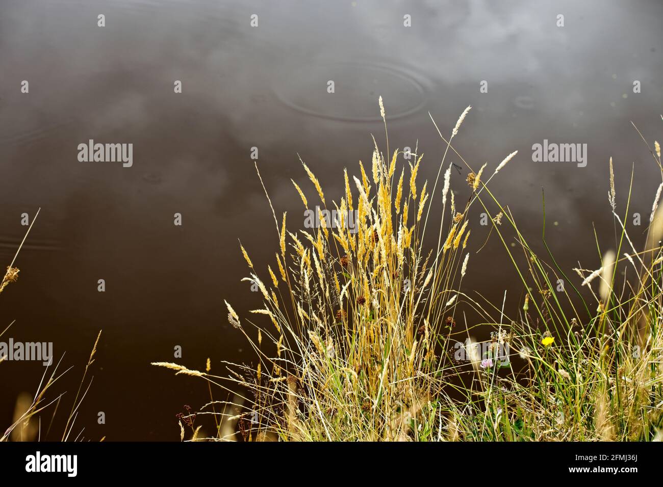 Pastos de verano con cabezas de semillas al lado de un estanque con reflejos de nubes en el fondo sobre el agua. Foto de stock
