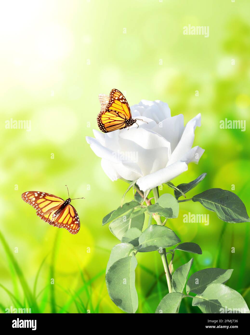 Rama de rosa con flor blanca. Bandera vertical con hermosa flor de rosa y  dos mariposas sobre fondo soleado y borroso. Espacio de copia para texto.  MOC Fotografía de stock - Alamy