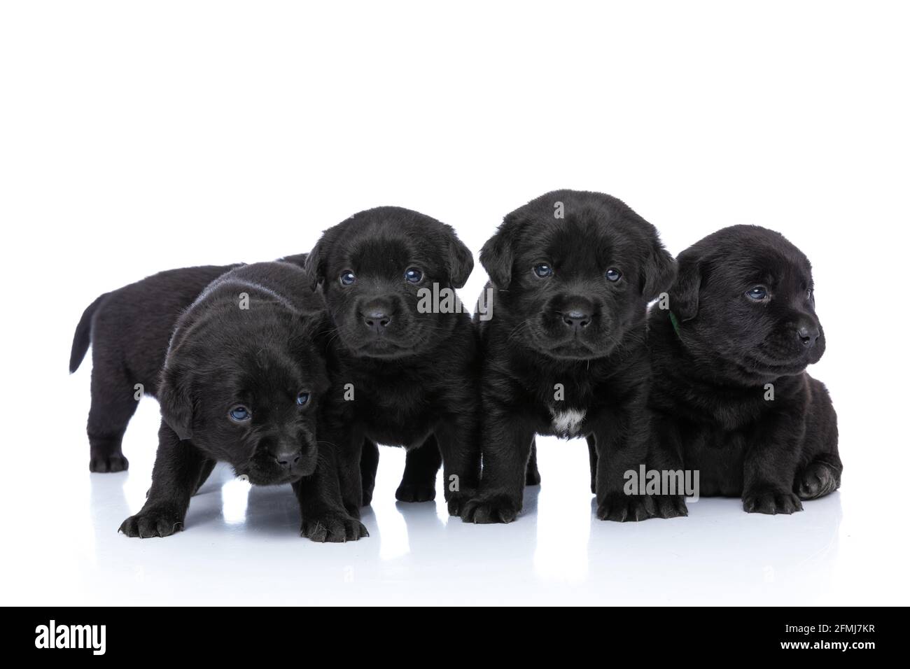 hermosos perros negros del perrador de pie y posando aislados en fondo  blanco en estudio Fotografía de stock - Alamy